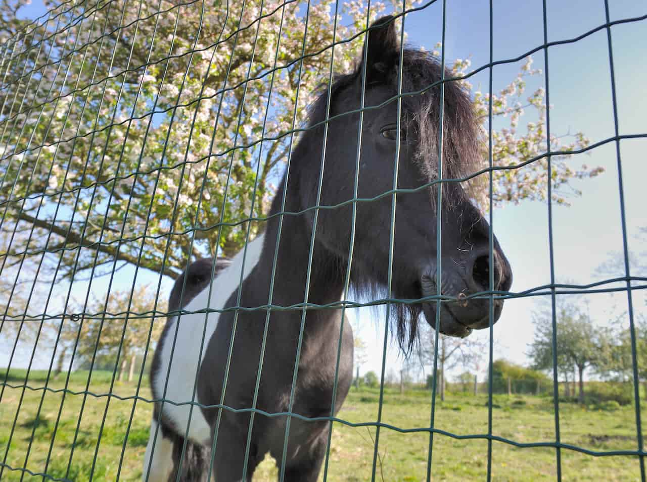 enclos grillage soude pour chevaux